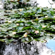 Le bassin aux nymphéas de Claude Monet